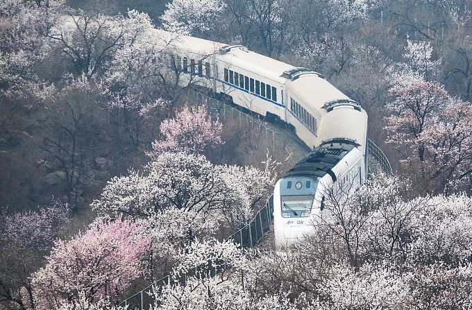 베이징: 쥐융관 꽃바다 지나가는 남행열차