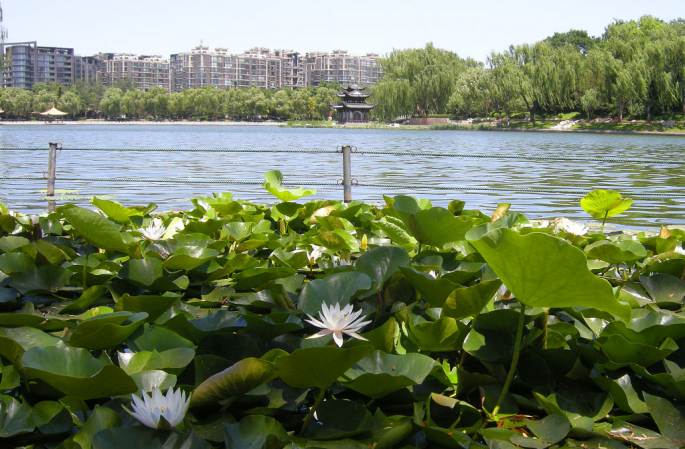 베이징 타오란팅 공원의 초여름 풍경…초록 수련 청량감 더해