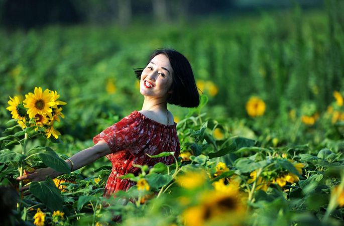 만개한 칭다오의 해바라기꽃, 시민들 관람과 힐링의 명소