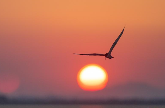 항공 촬영한 포양호 습지 풍경…유유자적 수초를 노니는 철새