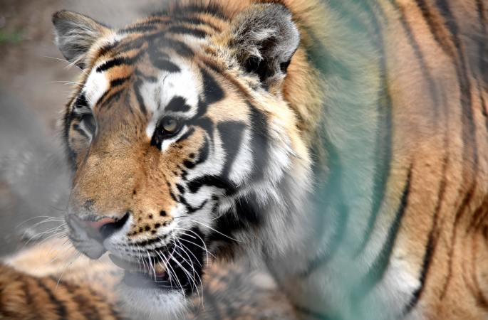 &lsquo;왕의 귀환&rsquo; 임박&hellip;중국 동북호랑이 인공사육 번식 보호 기록