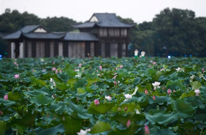 시후의 연꽃 풍경