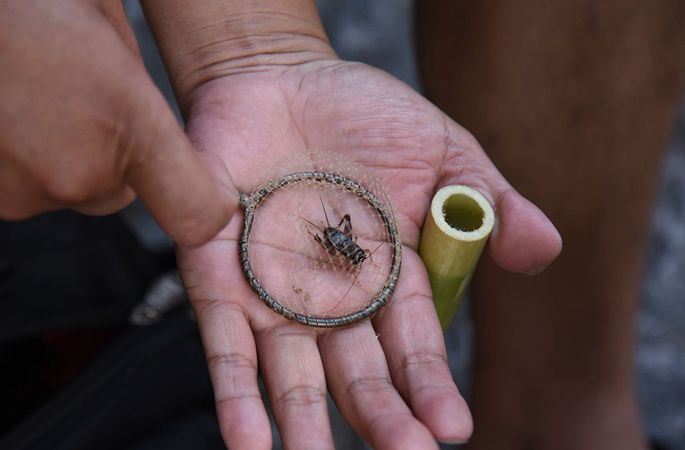 항저우: 가을의 전령 귀뚜라미 매매시장 성수기 진입
