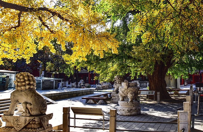 베이징: 오탑사의 운치있는 秋色