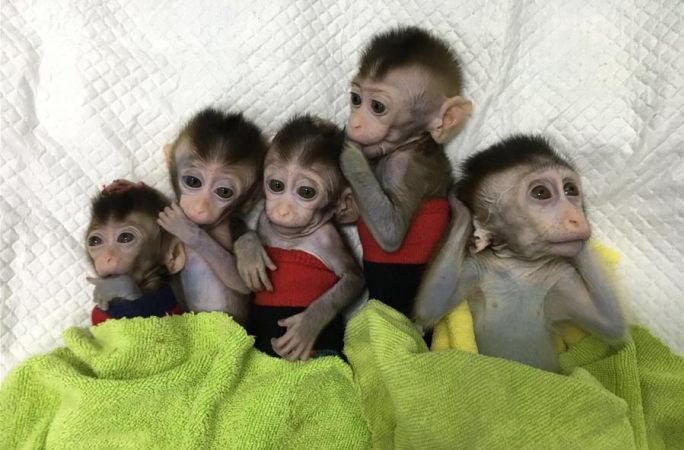 中 과학가, 세계 최초로BMAL1 유전자 부재 원숭이 복제에 성공
